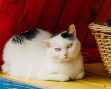 Rysia (nr 59/22) to 5-letnia kotka, która do schroniska została oddana przez właściciela. Rysia nie lubi dzieci. Szukamy dla niej spokojnego domu z dorosłymi ludźmi.
