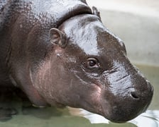 Hipopotam karłowaty
