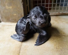 Mały kotik afrykański urodził się w Zoo Wrocław 13 czerwca 2022 r.