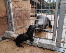 Mały kotik afrykański urodził się w Zoo Wrocław 13 czerwca 2022 r.