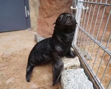 Mały kotik afrykański urodził się w Zoo Wrocław 13 czerwca 2022 r.