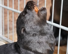Mały kotik afrykański urodził się w Zoo Wrocław 13 czerwca 2022 r.
