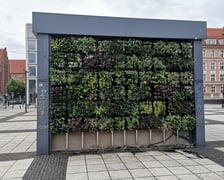 Plac Nowy Targ: nowe zielone ściany i dżdżownice na ratunek kasztanowcom