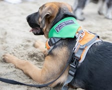 ?Ekostraż na chillu? w Basen Beach Bar już w sobotę, 6 sierpnia