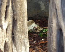 Dwie pantery mgliste żyją we wrocławskim zoo