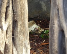 Dwie pantery mgliste żyją we wrocławskim zoo