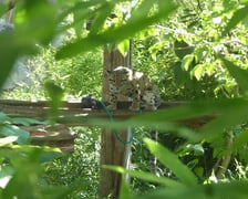 Dwie pantery mgliste żyją we wrocławskim zoo