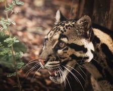 Dwie pantery mgliste żyją we wrocławskim zoo