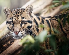 Dwie pantery mgliste żyją we wrocławskim zoo