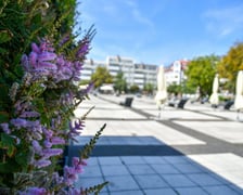 Plac Nowy Targ we Wrocławiu wkrótce będzie bardziej zielony