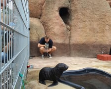 Nowy mieszkaniec Zoo Wrocław to kotik afrykański. Otrzymał imię Alfie