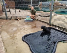 Nowy mieszkaniec Zoo Wrocław to kotik afrykański. Otrzymał imię Alfie
