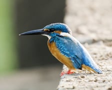 zimorodek