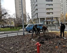 Przed nami nowe jesienne nasadzenia we Wrocławiu. Gdzie? / zdjęcie ilustracyjne