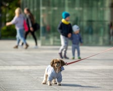 Parada psów przeszła dzisiaj (25 września) ulicami Wrocławia