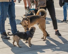 Parada psów przeszła dzisiaj (25 września) ulicami Wrocławia