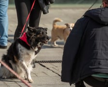 Parada psów przeszła dzisiaj (25 września) ulicami Wrocławia