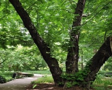 Skrzydłorzech kaukaski - Ogród Botaniczny, ul. Sienkiewicza 23