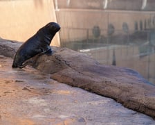 Na zdjęciu kotik Alfie - mieszkaniec wrocławskiego zoo