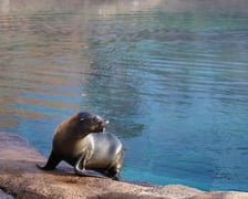 Na zdjęciu Nahla - nowa mieszkanka wrocławskiego zoo