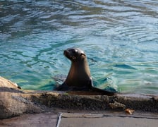 Na zdjęciu Nahla - nowa mieszkanka wrocławskiego zoo