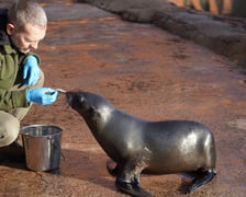 Na zdjęciu Nahla - nowa mieszkanka wrocławskiego zoo