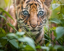 Tygrysy sumatrzańskie w Zoo Wrocław