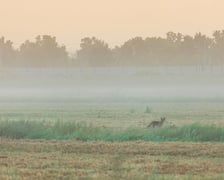 Pola irygacyjne we Wrocławiu na Osobowicach