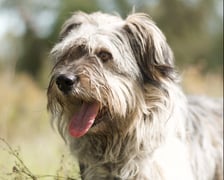 Na zdjęciu pies z Ukrainy uratowany przez wrocławską Ekostraż