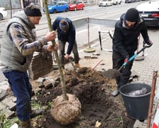 Na zdjęciu nowe nasadzenia przy ul. Chrobrego i Łokietka na wrocławskim Nadodrzu - projekt Zielone Nadodrze