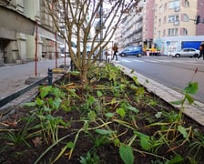 Na zdjęciu nowe nasadzenia przy ul. Chrobrego i Łokietka na wrocławskim Nadodrzu - projekt Zielone Nadodrze