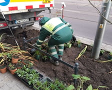 Na zdjęciu nowe nasadzenia przy ul. Chrobrego i Łokietka na wrocławskim Nadodrzu - projekt Zielone Nadodrze