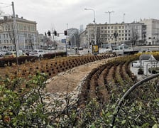Na zdjęciu widać nowe nasadzenia przy ul. Podwale na placu Orląt Lwowskich we Wrocławiu
