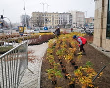 Na zdjęciu widać nowe nasadzenia przy ul. Podwale na placu Orląt Lwowskich we Wrocławiu