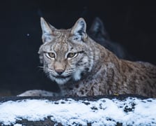 Zwierzęta zimą we wrocławskim zoo