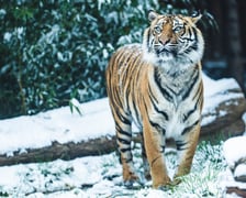 Zwierzęta zimą we wrocławskim zoo