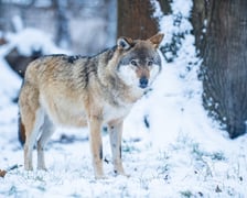 Zwierzęta zimą we wrocławskim zoo