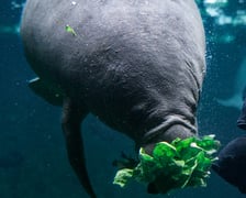 Karmienie manatów we wrocławskim Afrykarium