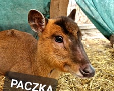 Na zdjęciu mundżak chiński
