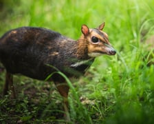 Myszojeleń we Wrocławiu. W ogrodach zoologicznych na całym świecie żyje jedynie 13 osobników tego gatunku, z czego 11 to samice. Na zdjęciu widać myszojelenia