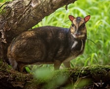 Myszojeleń we Wrocławiu. W ogrodach zoologicznych na całym świecie żyje jedynie 13 osobników tego gatunku, z czego 11 to samice. Na zdjęciu widać myszojelenia