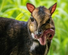 Myszojeleń we Wrocławiu. W ogrodach zoologicznych na całym świecie żyje jedynie 13 osobników tego gatunku, z czego 11 to samice. Na zdjęciu widać myszojelenia