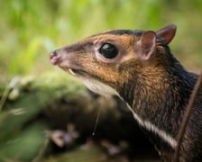 Myszojeleń we Wrocławiu. W ogrodach zoologicznych na całym świecie żyje jedynie 13 osobników tego gatunku, z czego 11 to samice. Na zdjęciu widać myszojelenia