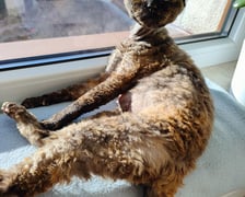 <p>Clio - piękna kocia dama Deovon Rex uwielbia odpoczywać w promieniach słońca.</p>