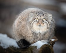 <p>Manul stepowy</p>