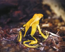 <p><strong>Drzewołaz plamisty ż&oacute;łty (Dendrobates tinctorius).</strong> Ubarwienie drzewołaz&oacute;w świadczy o ich toksyczności, a to, ile toksyn ma w sobie żaba, zależy od jej pożywienia. Żywi się bowiem produkującymi jad owadami. W warunkach zoo żaby nie mają dostępu do takiego pokarmu, a tym samym nie są tak groźne jak w naturze. Toksyna niekt&oacute;rych drzewołaz&oacute;w może zabić i jest wykorzystywana przez amazońskich Indian do zatruwania grot&oacute;w strzał. Wydzielana jest ona przez sk&oacute;rę. Drzewołazy nie są jadowite w takim znaczeniu jak węże &ndash; nie posiadają zęb&oacute;w jadowych czy jadu jako takiego, kt&oacute;ry wstrzykują ofierze. Toksyczność jest ich cechą obronną, a spożycie drzewołaz&oacute;w dla wielu gatunk&oacute;w skończyłoby się śmiercią. Co ciekawe, samice i samce drzewołaza plamistego r&oacute;żnią się kształtem przyssawek na końcach palc&oacute;w. U samic są one okrągłe, a u samc&oacute;w sercowate.</p>