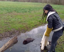 Akcja ratowania bobra w parku Wschodnim we Wrocławiu