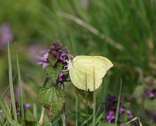 <p>Cytrynek</p>