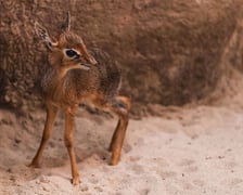 Maluchy z wrocławskiego zoo. Digdik