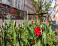 Zielone Nadodrze - zazieleniona ulica Bolesława Chrobrego we Wrocławiu